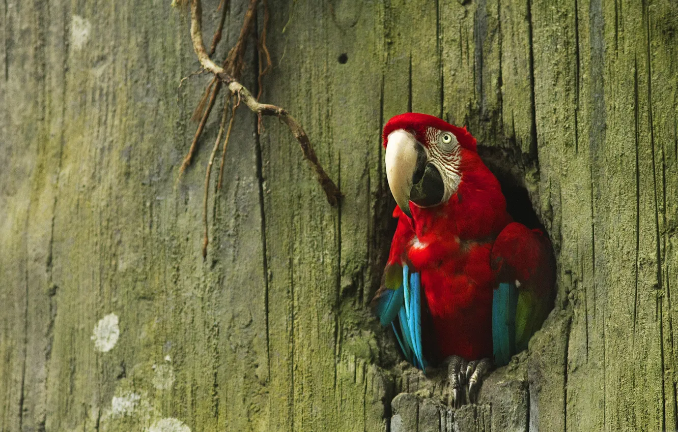 Photo wallpaper trees, bird, parrot, the hollow