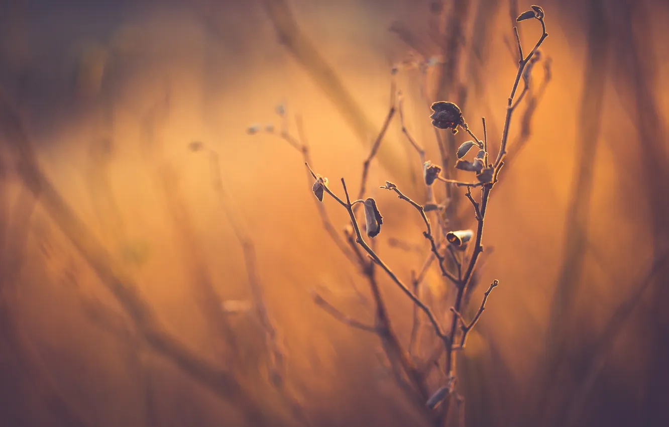 Photo wallpaper branches, nature, background