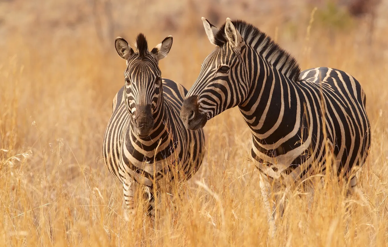Photo wallpaper grass, Zebra, Savannah