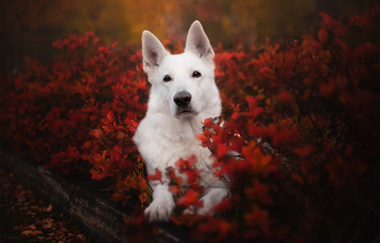 Photo wallpaper autumn, look, face, dog, the bushes, The white Swiss shepherd dog