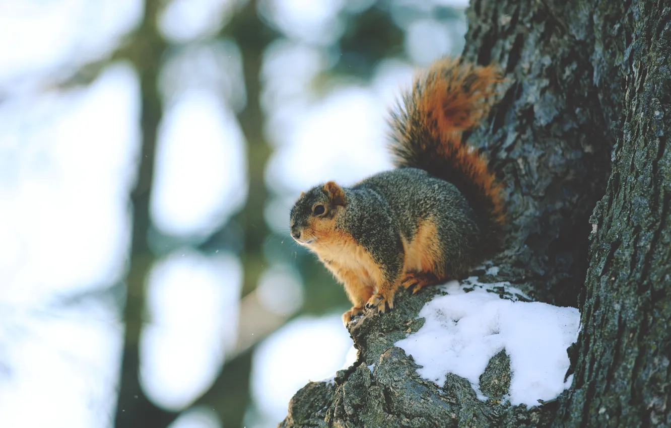 Photo wallpaper snow, trees, animal, protein