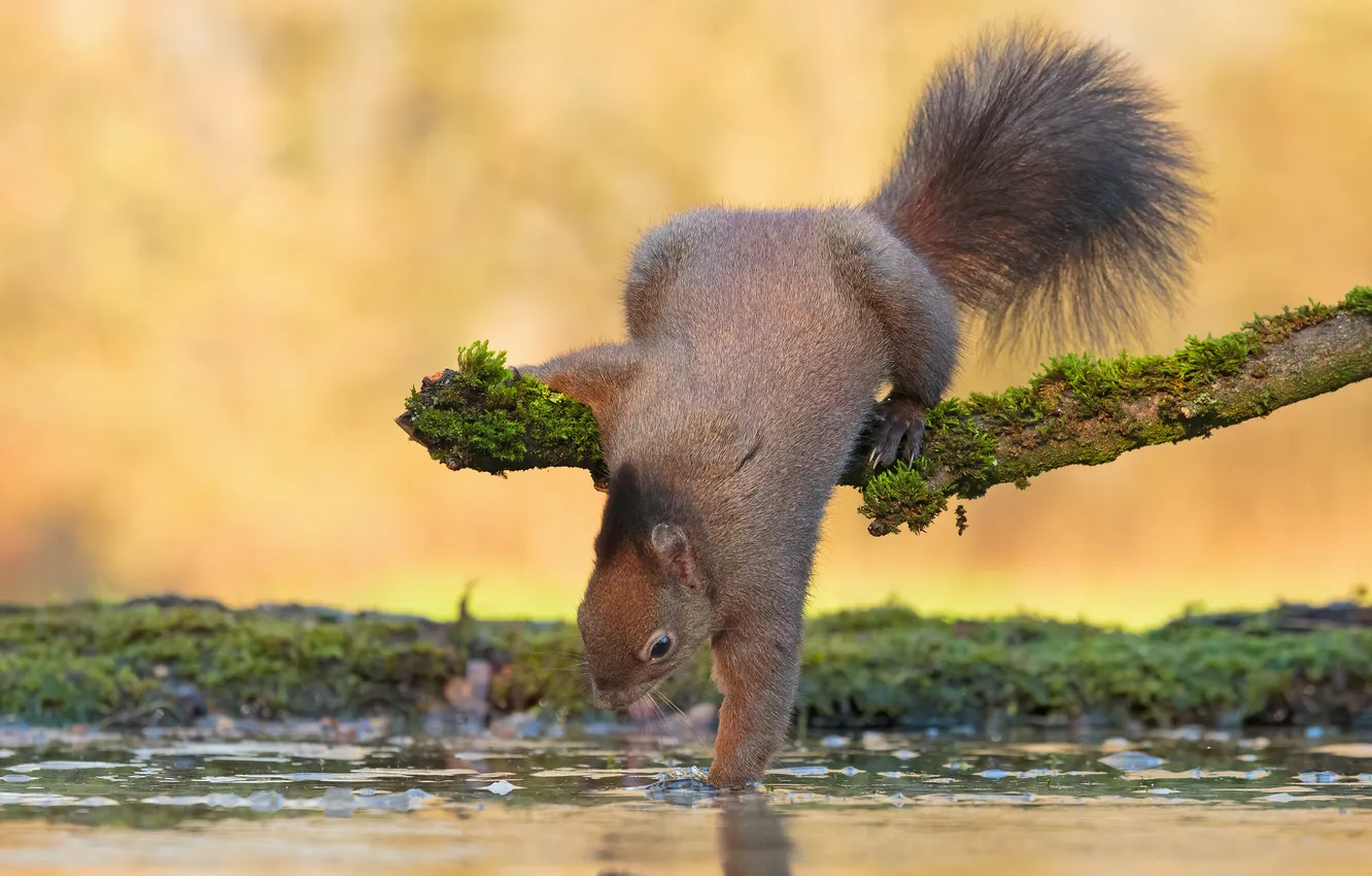 Photo wallpaper water, protein, baggage