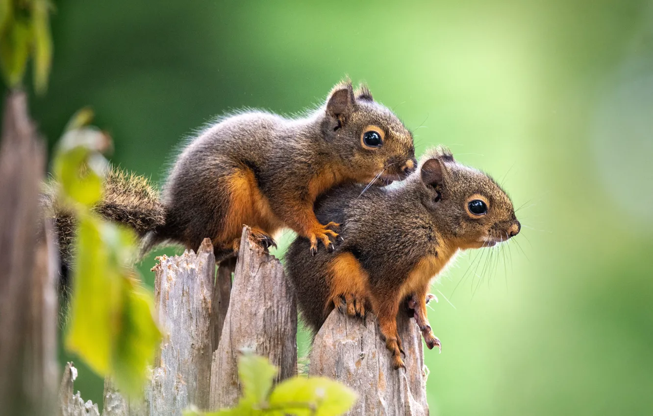 Photo wallpaper background, baby, cub, a couple, proteins, squirrel