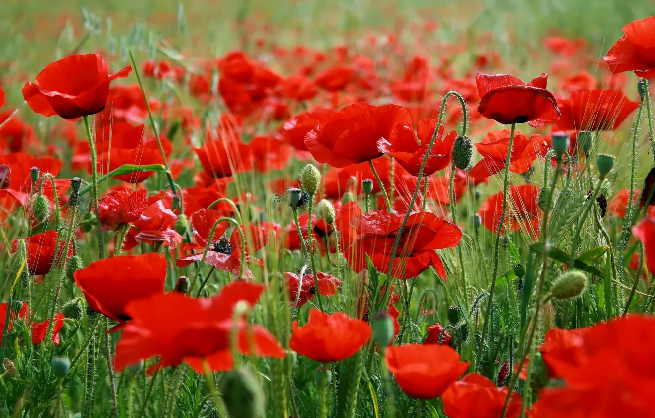 Photo wallpaper grass, flowers, red poppies