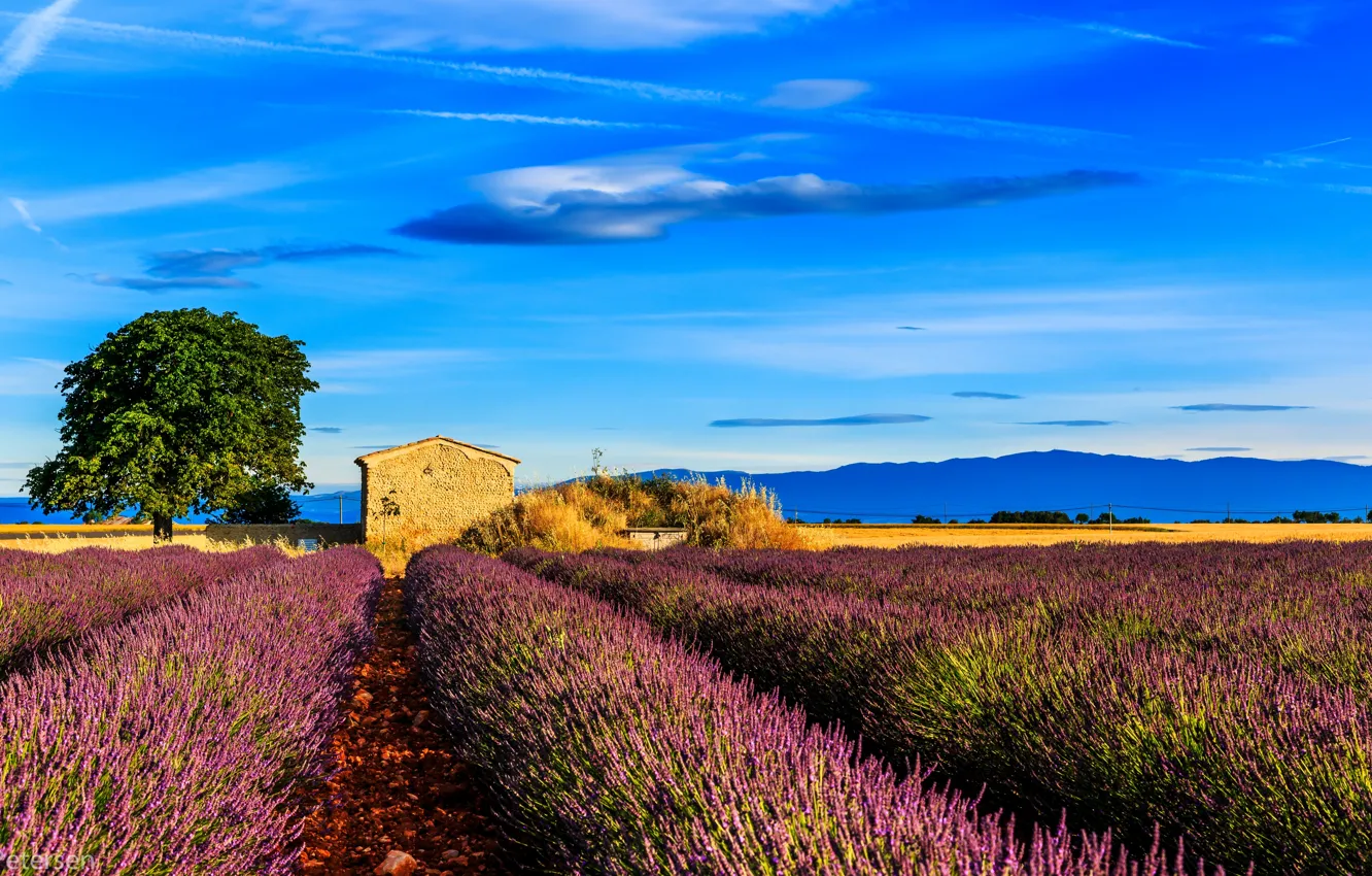 Photo wallpaper field, tree, France, house, lavender, Provence, Provence