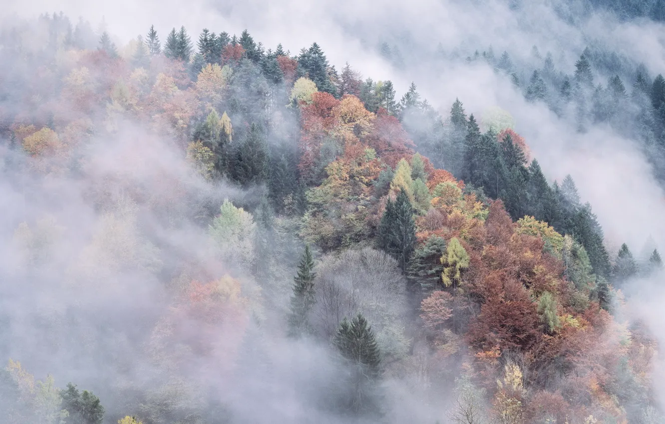 Photo wallpaper autumn, forest, mountains, fog