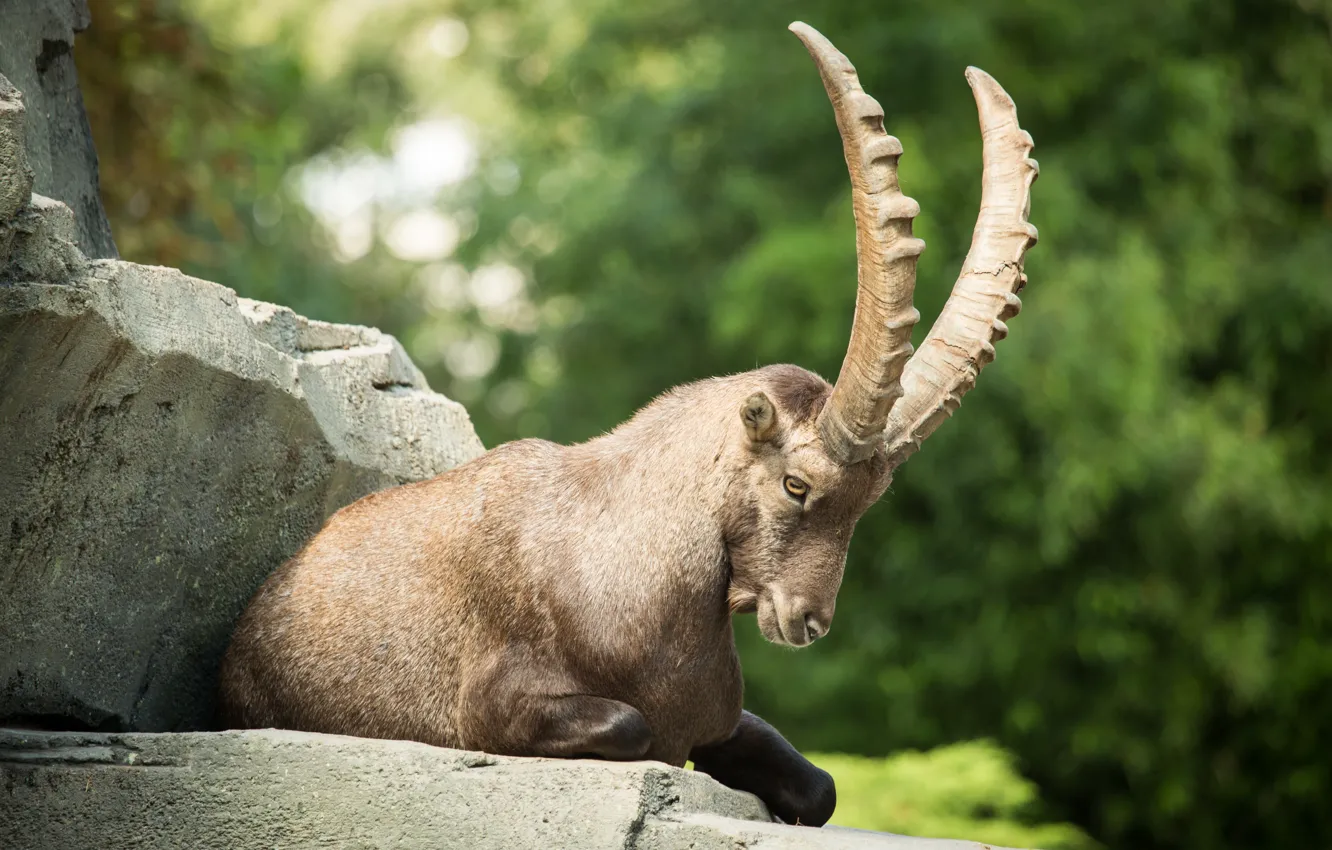 Photo wallpaper stones, Alpine, mountain goat, ibex