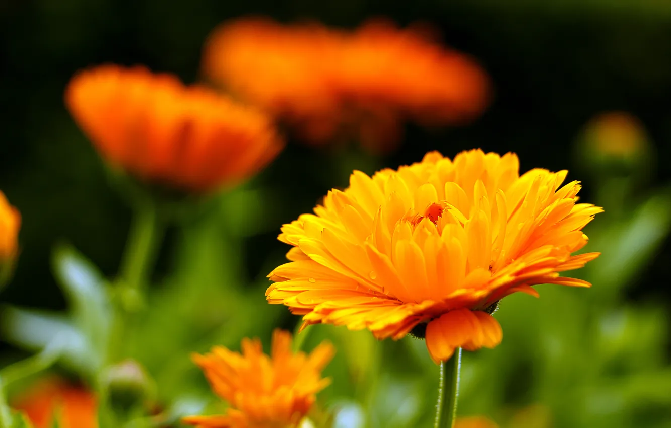 Photo wallpaper macro, marigolds, bokeh, calendula