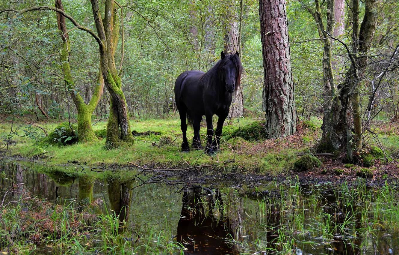 Photo wallpaper greens, forest, trees, nature, Park, reflection, stream, horse