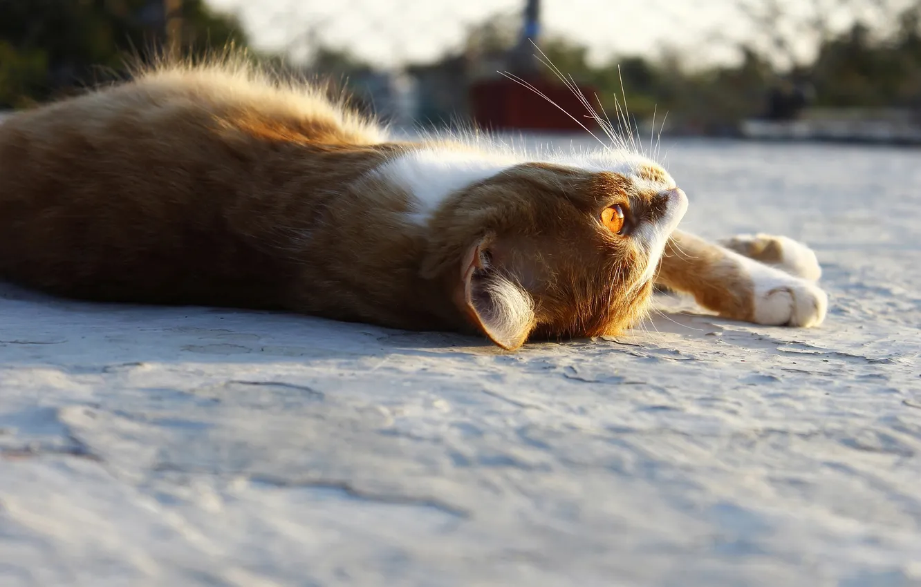 Photo wallpaper cat, look, light, pose, legs, lies, red, kitty