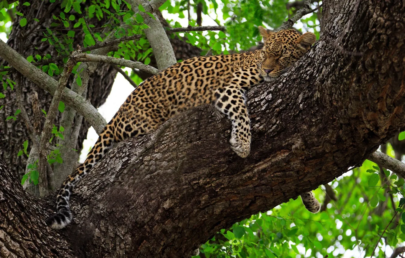Photo wallpaper stay, sleep, predator, leopard, lies, Africa, wild cat, on the tree