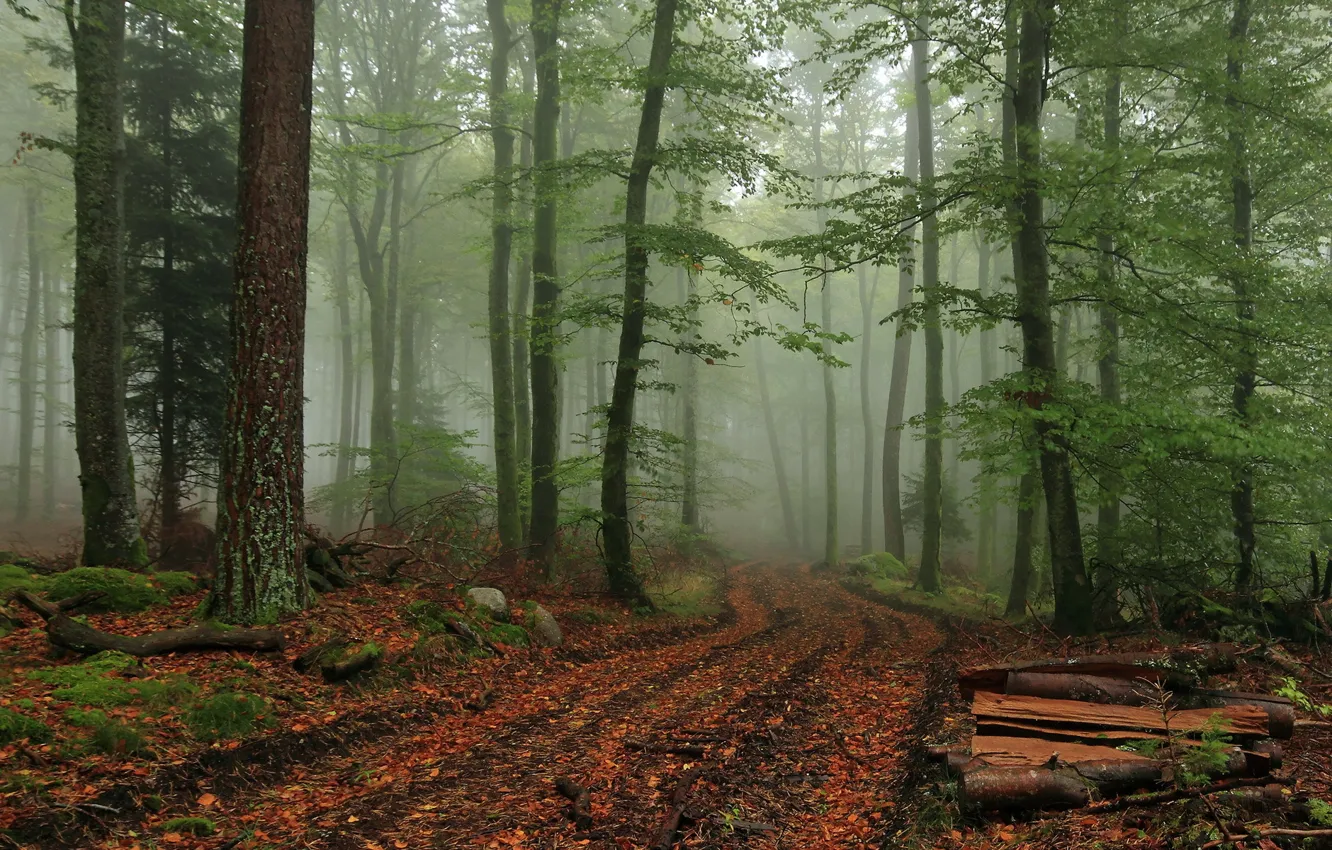 Photo wallpaper forest, nature, fog