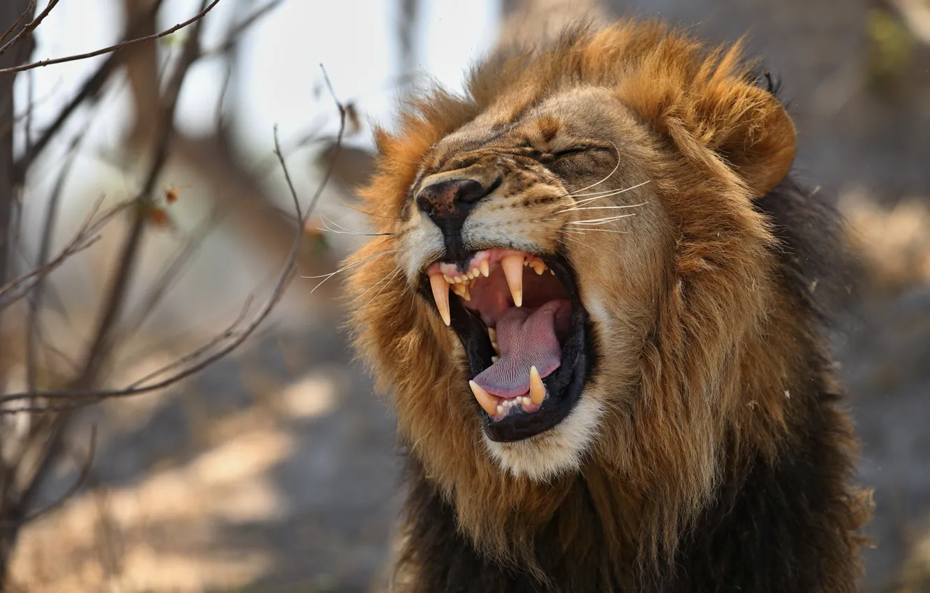 Photo wallpaper face, Leo, mouth, mane, the king of beasts, fangs, wild cat