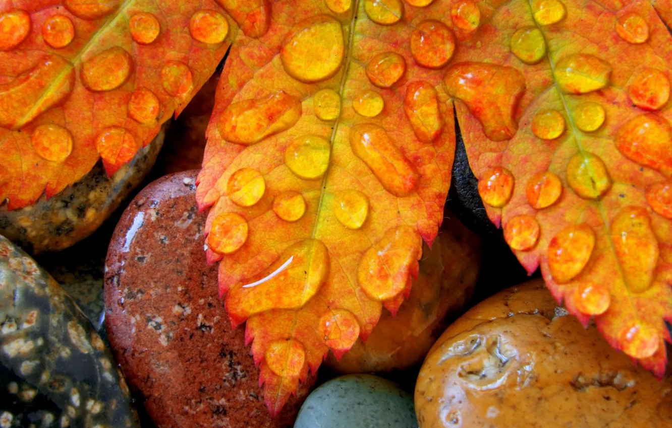 Photo wallpaper autumn, leaves, drops