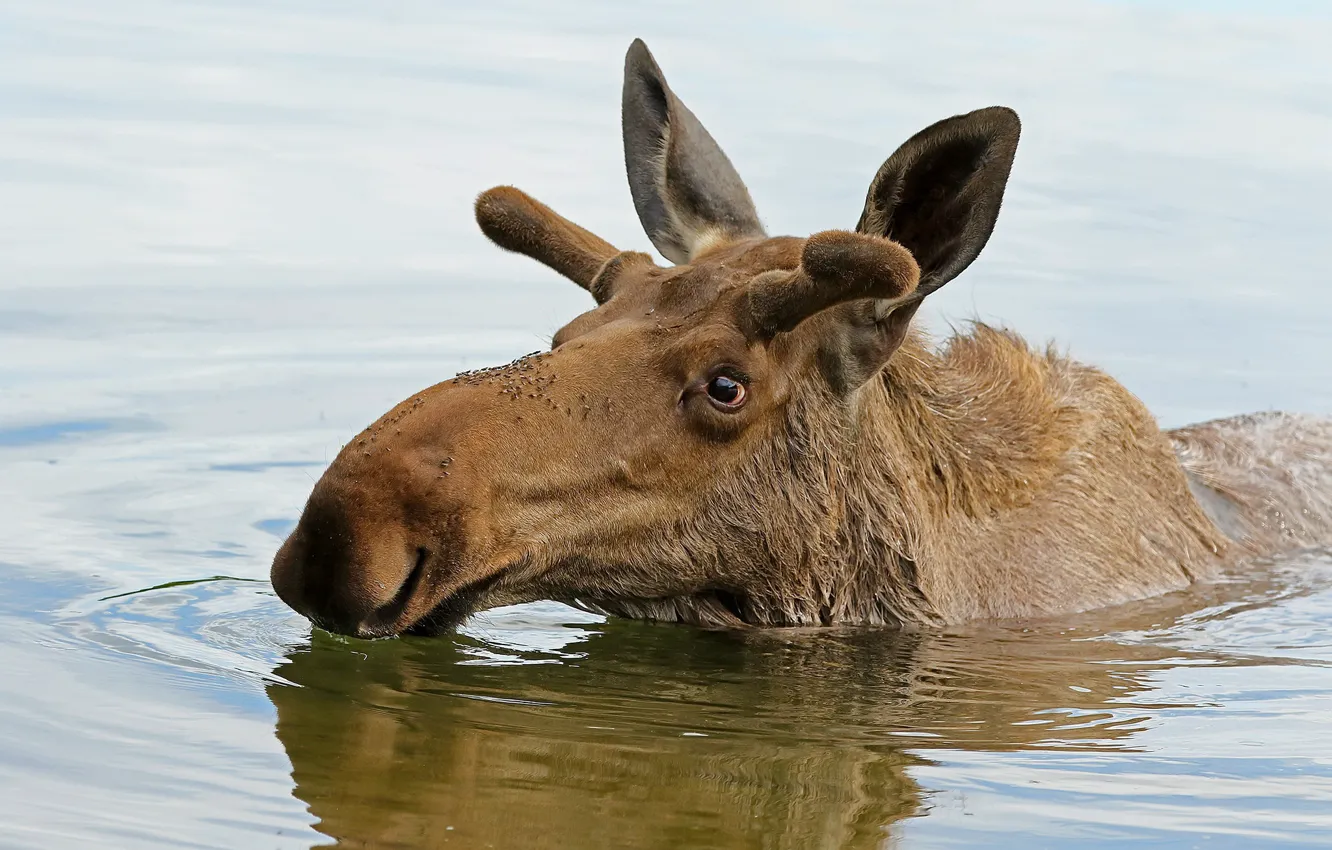 Photo wallpaper nature, lake, moose