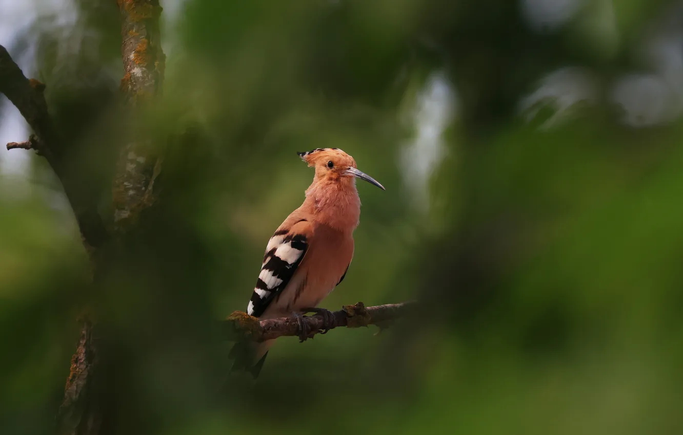 Photo wallpaper macro, bird, bokeh, Hoopoe, Magov Marat