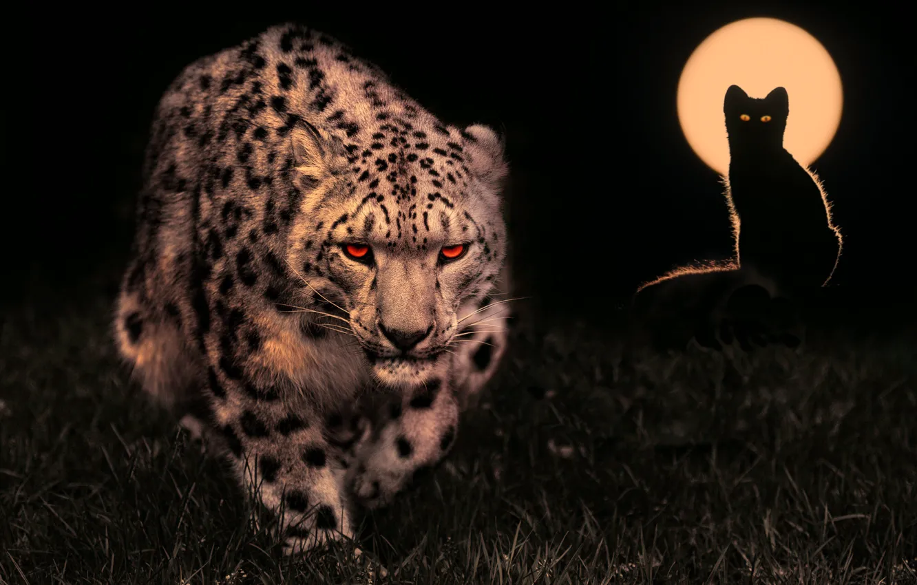 Photo wallpaper night, the moon, predator, hunter