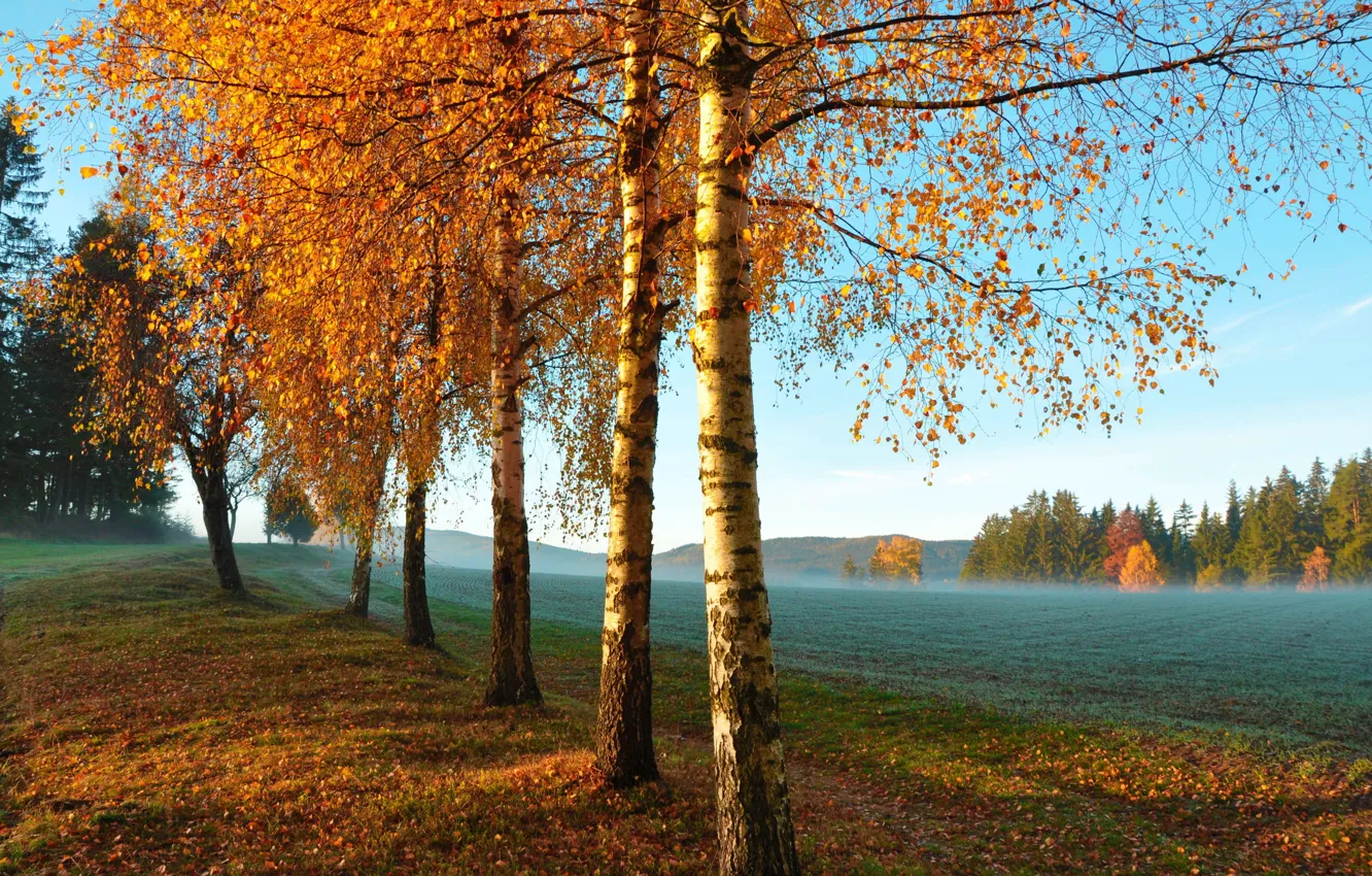 Photo wallpaper field, autumn, trees, morning