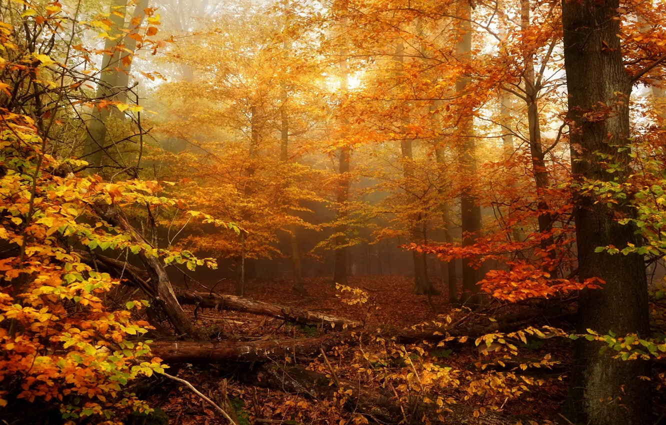 Photo wallpaper autumn, forest, leaves, trees, branches, fog, foliage, log