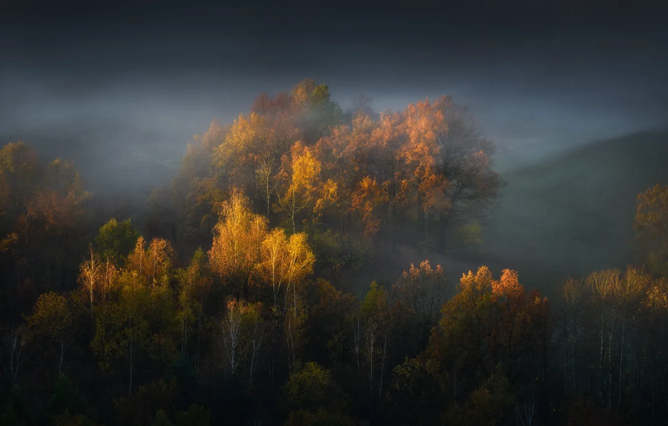 Photo wallpaper autumn, forest, light, trees, yellow, clouds, fog, hills