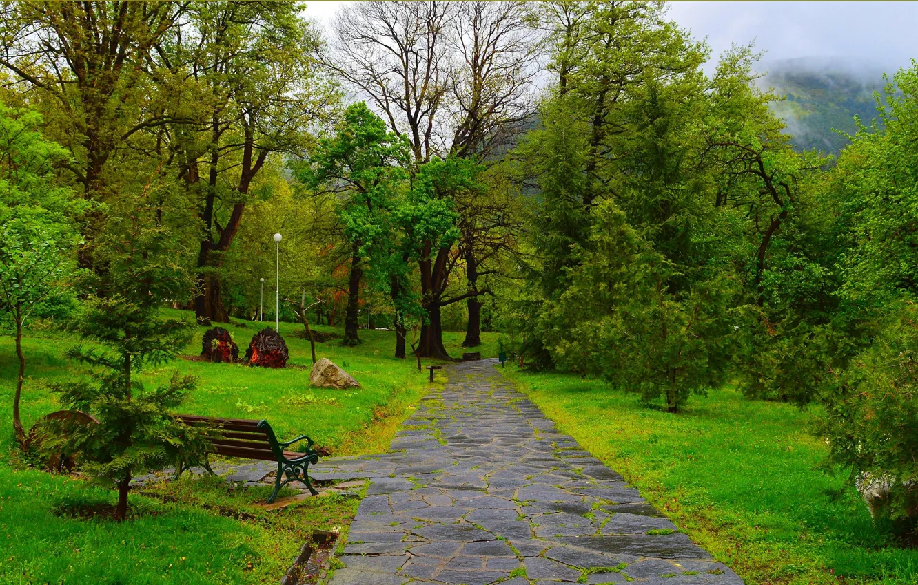 Photo wallpaper trees, bench, Park, spring, trees, park, spring