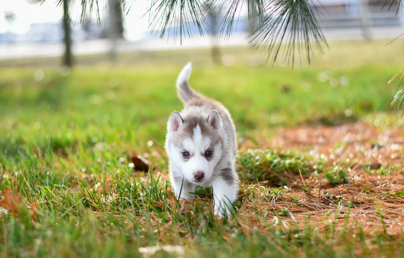 Photo wallpaper grass, branches, pose, background, glade, dog, baby, puppy