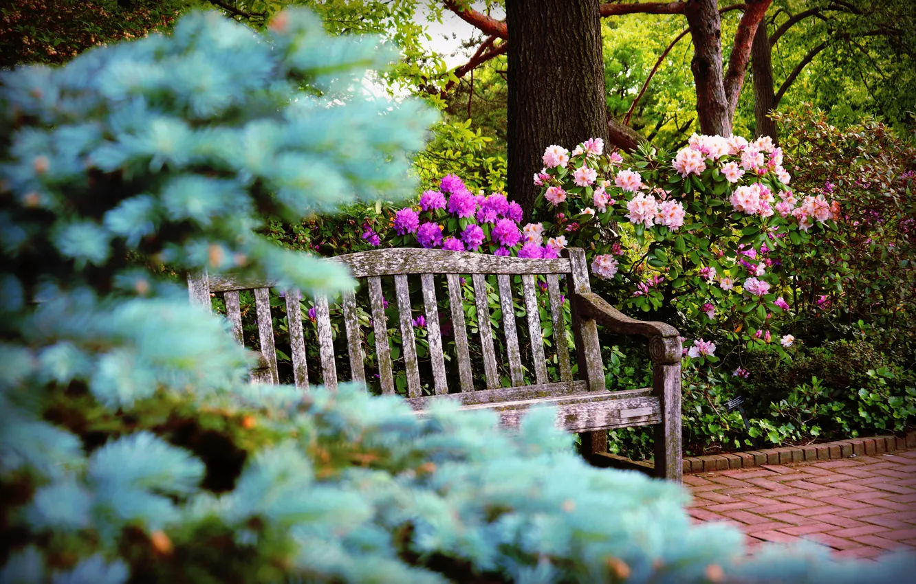 Photo wallpaper flowers, bench, branches, nature, Park, spring, shop, pink