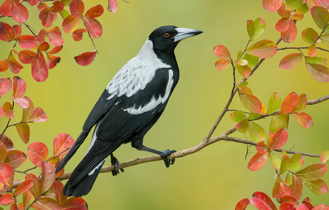 Photo wallpaper bird, branch, feathers, beak, large