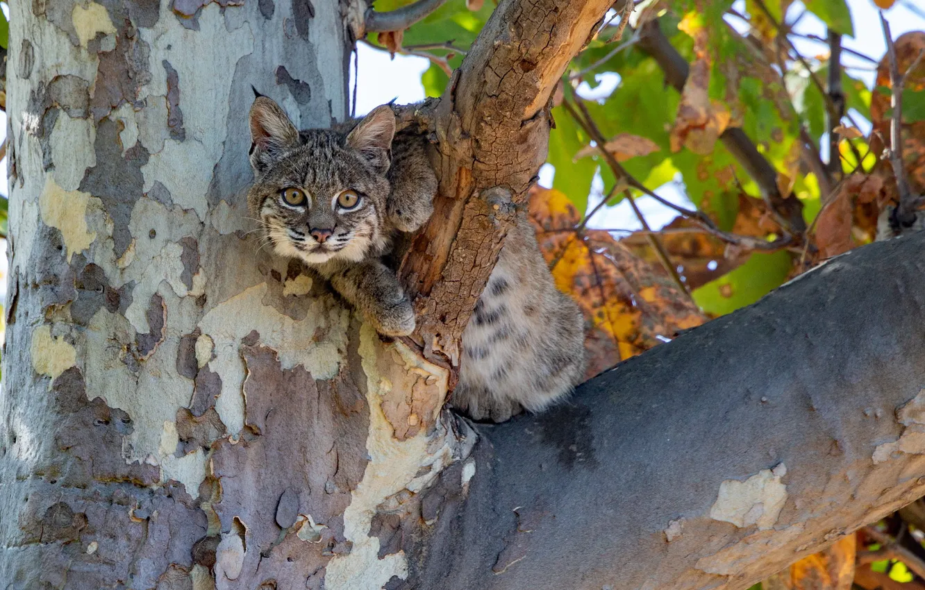 Photo wallpaper look, tree, cub, lynx, wild cat, on the tree