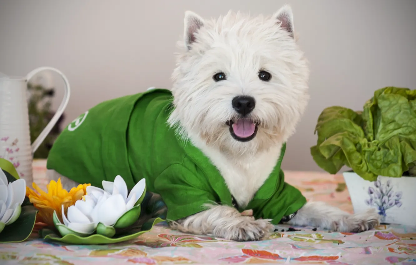 Photo wallpaper flower, dog, costume, Puppy, Baby