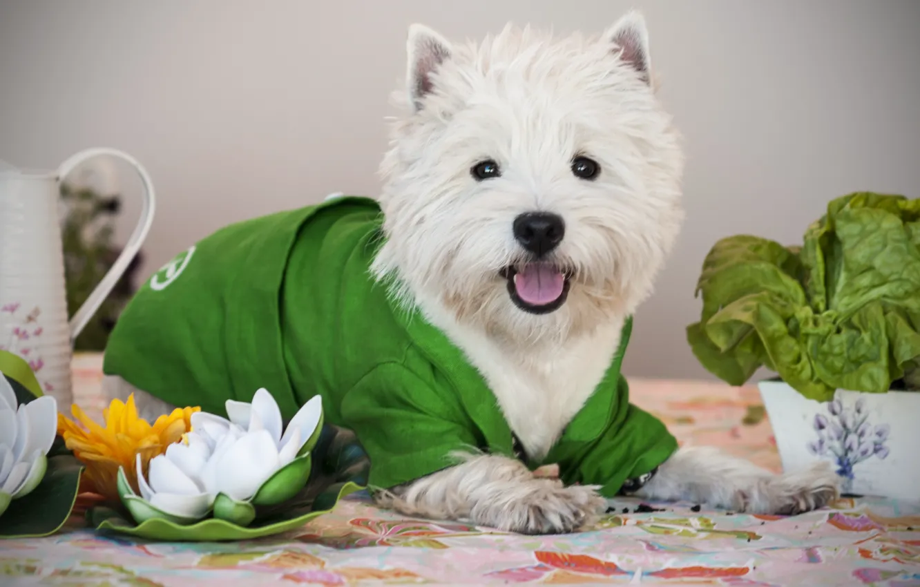 Photo wallpaper flowers, dog, baby, costume, puppy