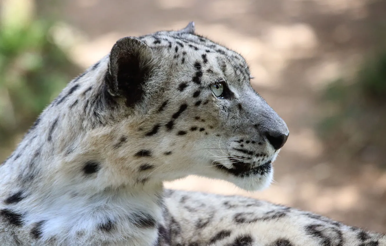 Photo wallpaper cat, snow leopard, snow leopard, IRBIS