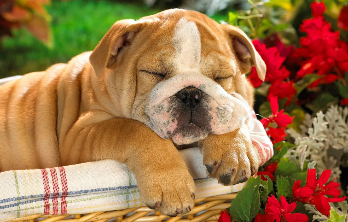 Photo wallpaper basket, dog, puppy, English bulldog