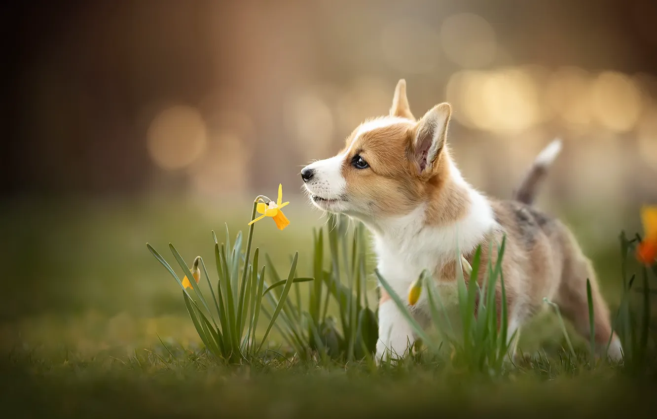 Photo wallpaper dog, spring, puppy