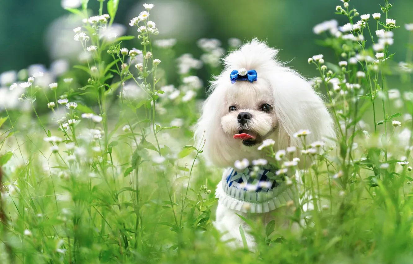 Photo wallpaper greens, language, white, look, flowers, nature, glade, dog