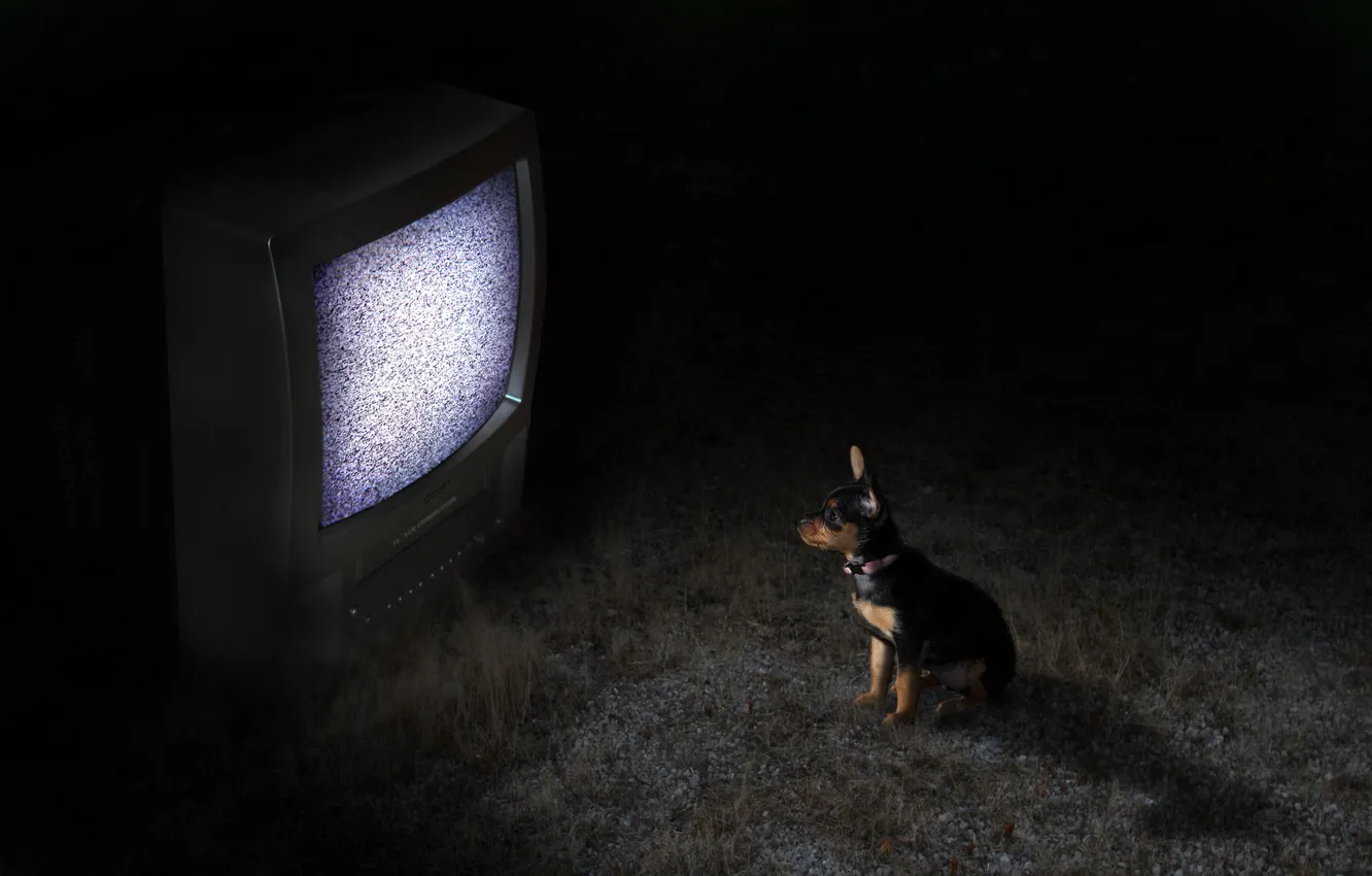 Photo wallpaper night, dog, TV