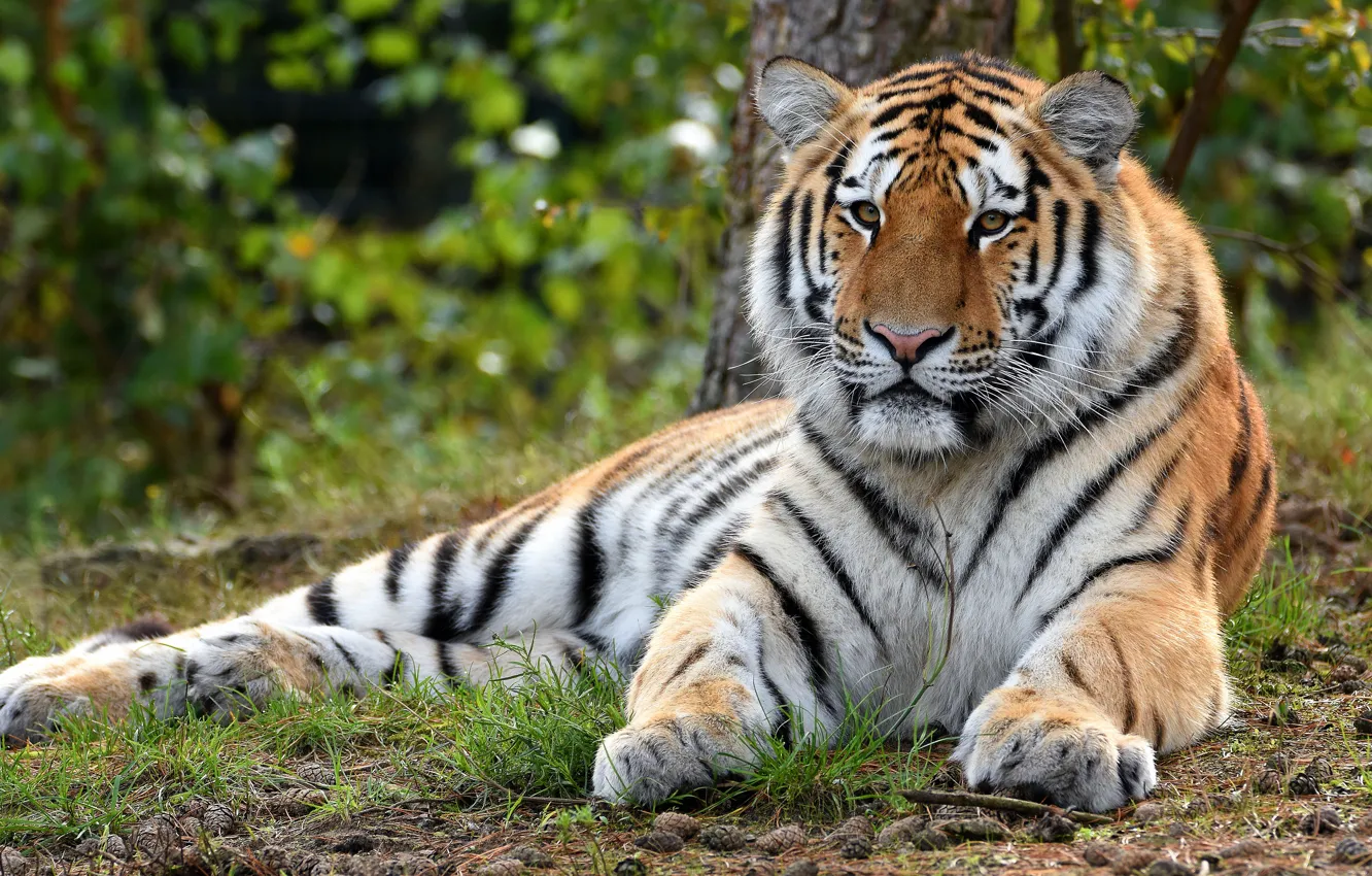 Photo wallpaper nature, tiger, lies, young, tiger