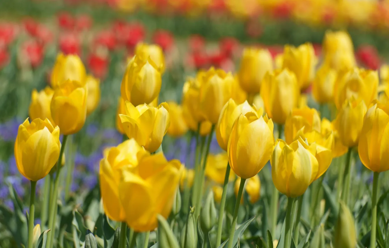 Wallpaper yellow, tulips, a lot for mobile and desktop, section цветы ...