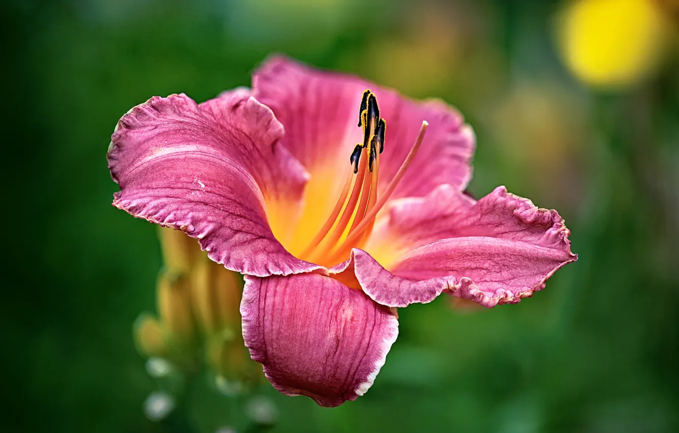 Photo wallpaper macro, flowers, Lily, petals, pink, green background, bokeh, daylilies
