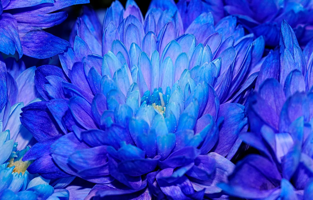 Photo wallpaper flowers, chrysanthemum, blue petals