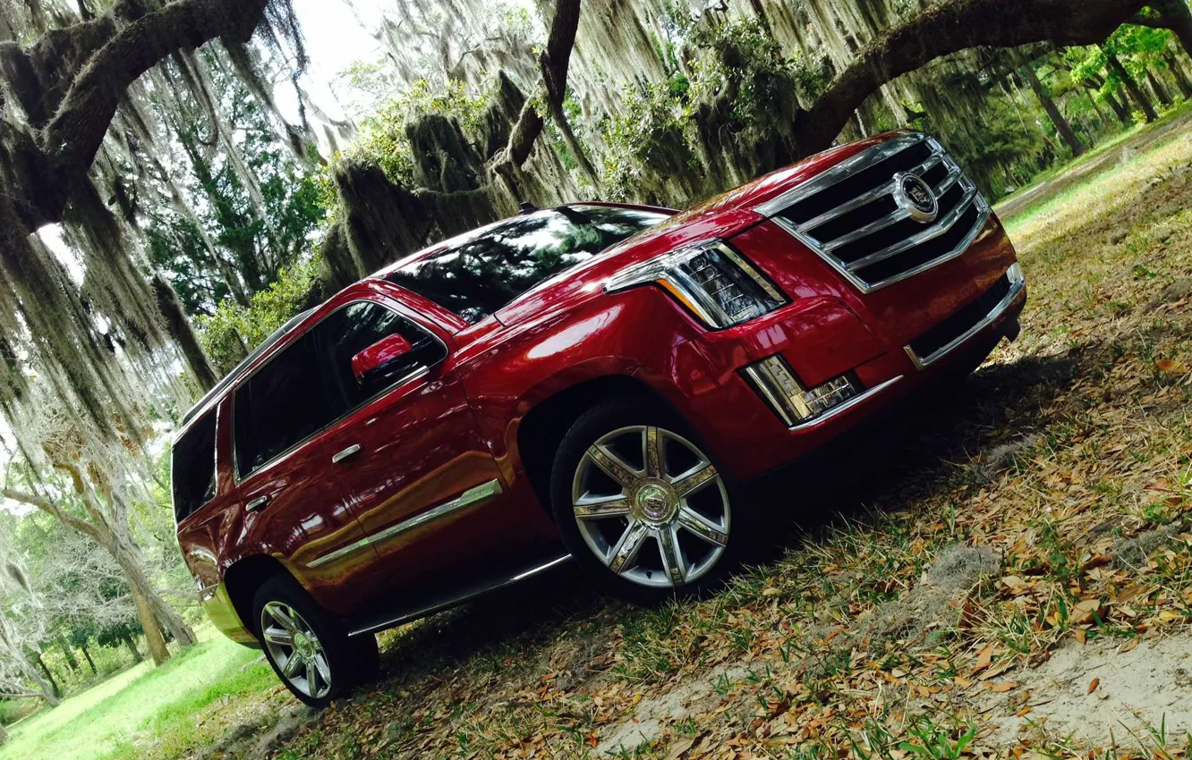 Photo wallpaper forest, Cadillac, Escalade, 2015