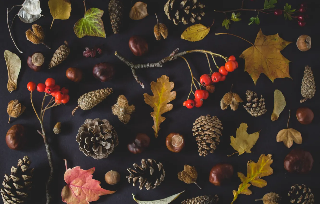 Photo wallpaper autumn, leaves, nuts