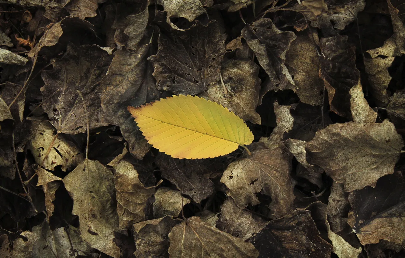 Photo wallpaper autumn, leaves, nature, background, color