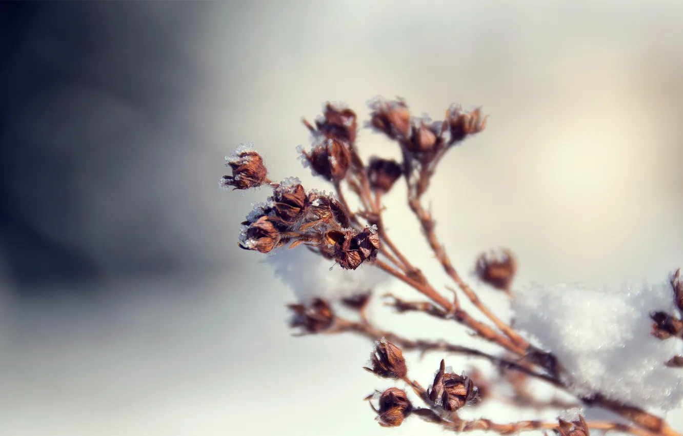 Photo wallpaper frost, macro, snow, nature, plant, branch