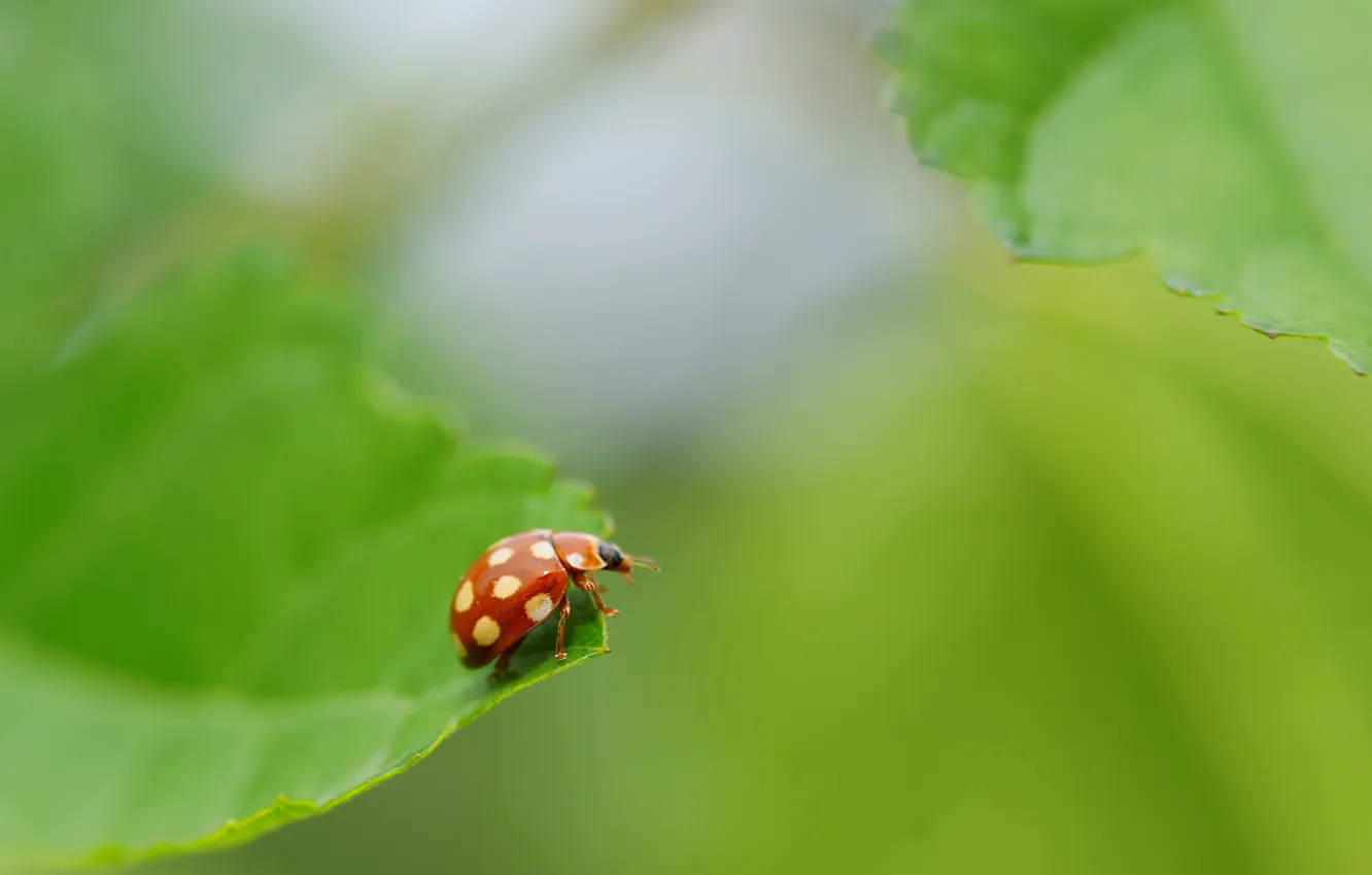 Photo wallpaper leaves, macro, red, beetle