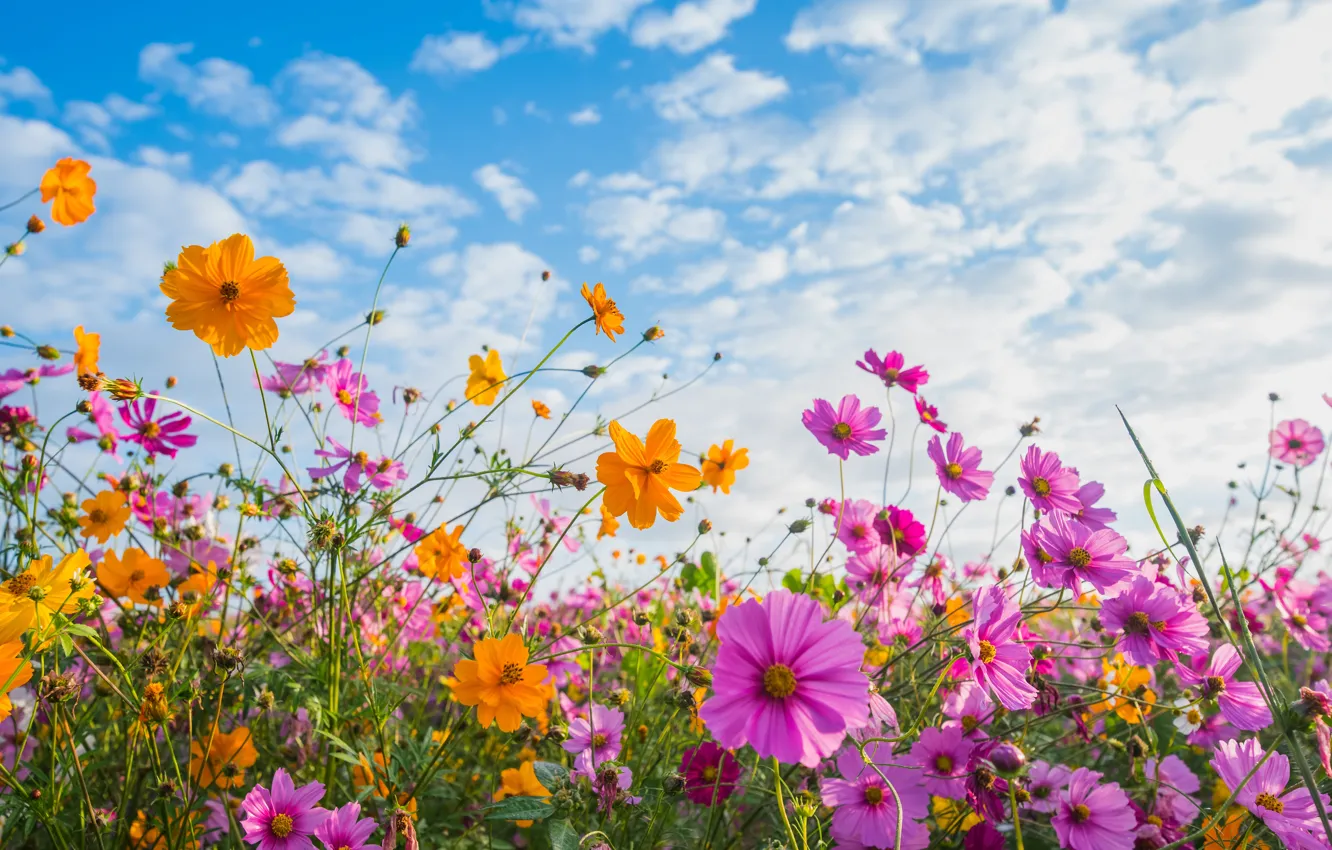 Photo wallpaper field, summer, the sky, the sun, flowers, colorful, meadow, summer