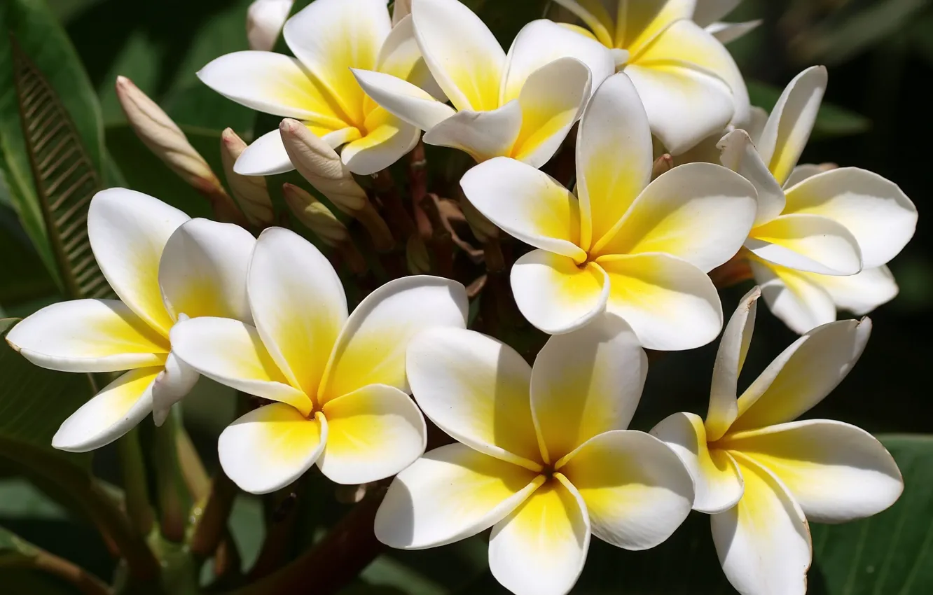 Photo wallpaper white, flowers, yellow, plumeria, frangipani
