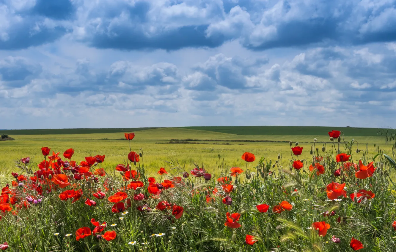 Photo wallpaper field, clouds, flowers, Maki, Spain, Valladolid