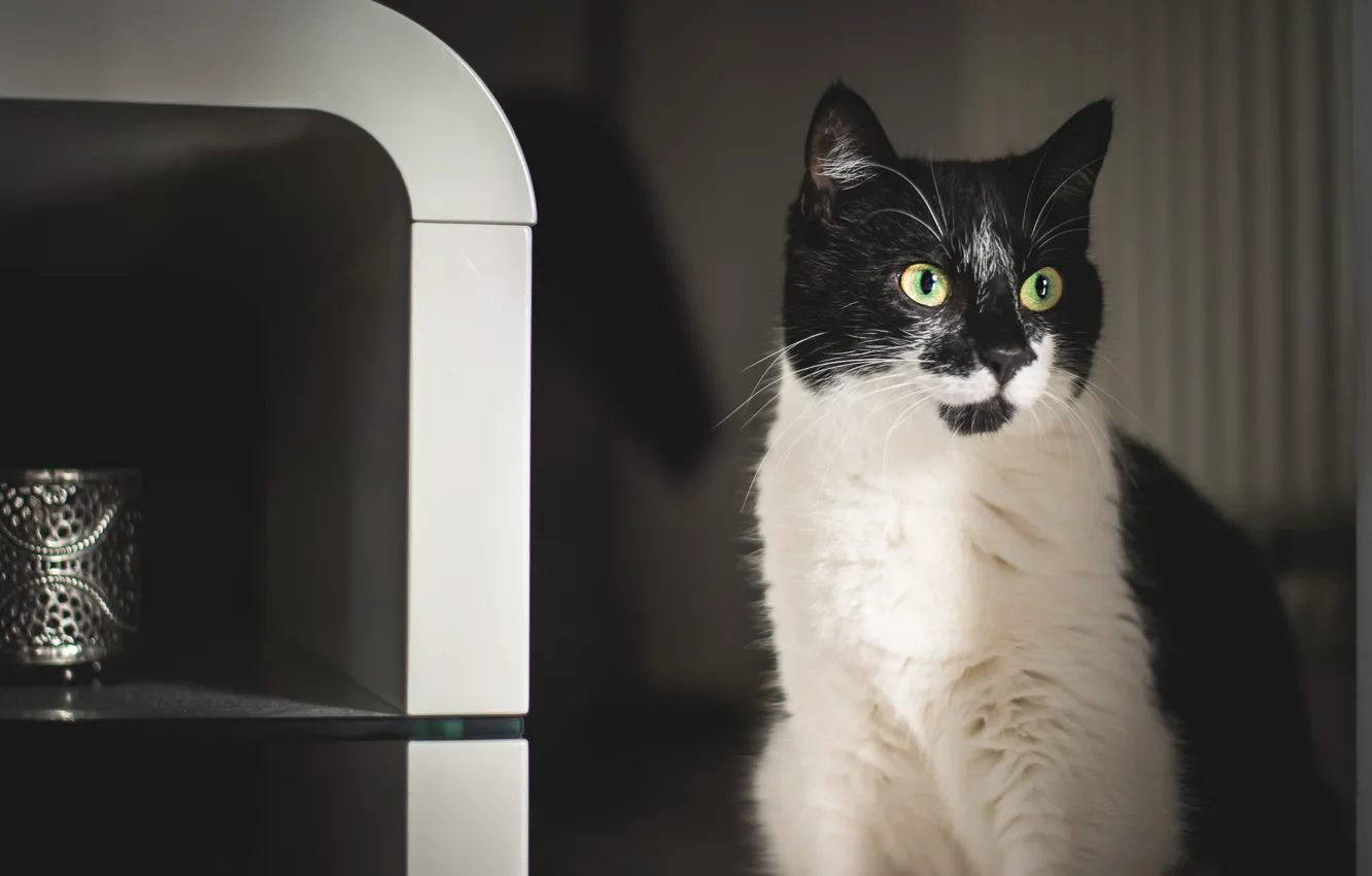 Photo wallpaper cat, cat, look, the dark background, portrait, black and white, sitting