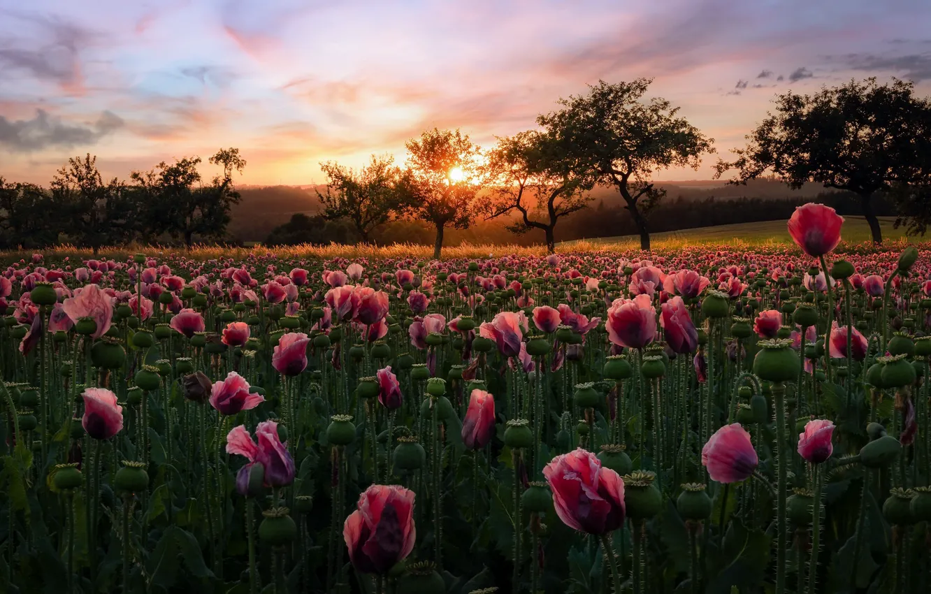Photo wallpaper sunset, nature, Maki
